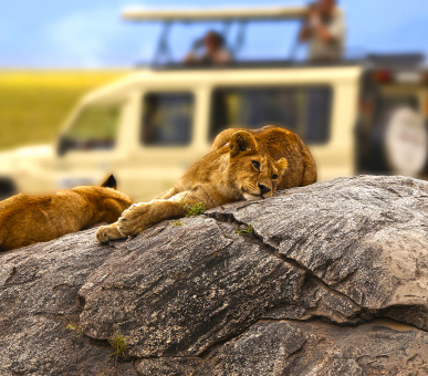 Найпопулярніші сафарі-парки та заповідники Танзанії