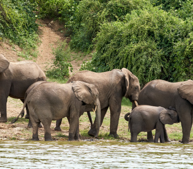 Путешествие по джунглям Уганды