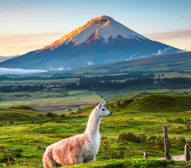 Увесь Еквадор