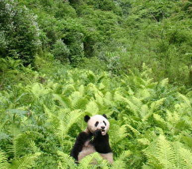 Великий тур до Китаю Великий тур до Китаю